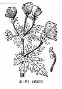 膝爪顯柱烏頭 膝爪顯柱烏頭