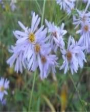 內卷串珠藻 內卷串珠藻