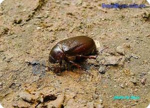 東北大黑鰓金龜