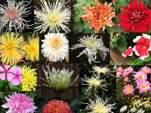 河西菊屬 河西菊屬