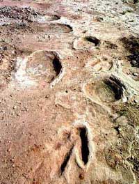 （圖）內蒙古恐龍足跡化石