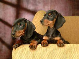 迷你臘腸犬 迷你臘腸犬