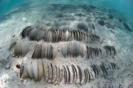 南海水下沉船遺址中的外銷瓷器