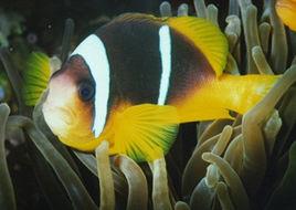 黃金條魚 黃金條魚