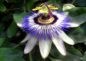 西番蓮 Passiflora caerulea