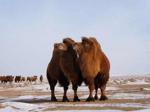 烏拉特後旗戈壁紅駝 烏拉特後旗戈壁紅駝