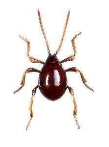 擬裸蛛甲 擬裸蛛甲