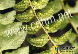 鎮康耳蕨 鎮康耳蕨