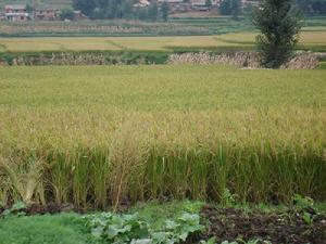 富爾閣村-水稻種植
