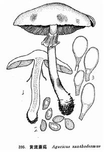 麻臉蘑菇