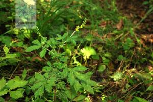 黃龍尾（變種）