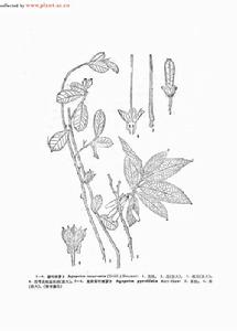 皺葉杜鵑 皺葉杜鵑