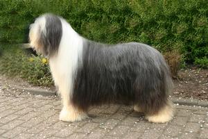 古代長須牧羊犬身軀