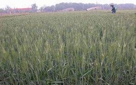 京花10號 京花10號