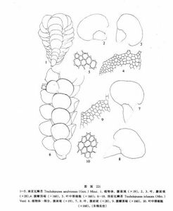 南亞瓦鱗苔 南亞瓦鱗苔