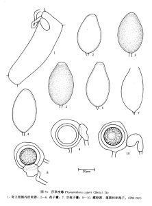 莎草疫霉 莎草疫霉
