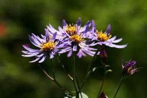 涼山紫菀 涼山紫菀