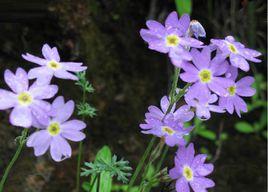 麗花報春 麗花報春