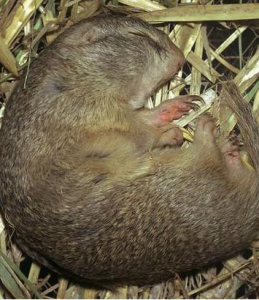 動物冬眠 動物冬眠