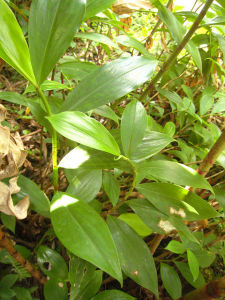 騰衝姜花 騰衝姜花