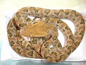 （圖）原柔頭蝮