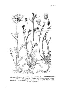 一年風鈴草 一年風鈴草