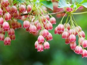 毛脈吊鐘花 毛脈吊鐘花