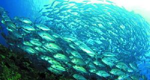 “聲學照明”為研究海洋生物的遷徙提供了巨大幫助。