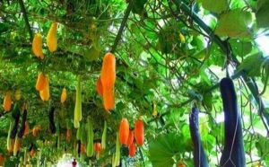 三農場自然生態園 三農場自然生態園