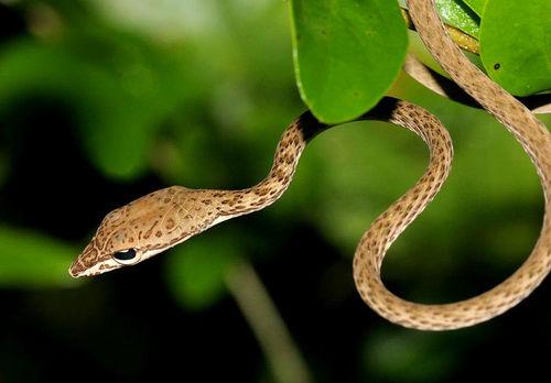 綠瘦蛇幼蛇