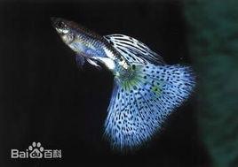 草尾孔雀魚 草尾孔雀魚