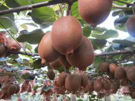 周至獼猴桃 周至獼猴桃