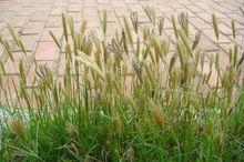 虎尾草[禾本目禾本科植物]