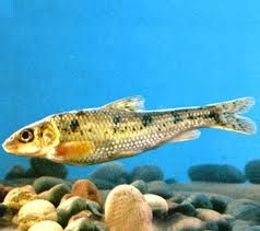 褐似鱸鮋 褐似鱸鮋