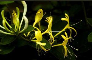 海南忍冬 海南忍冬