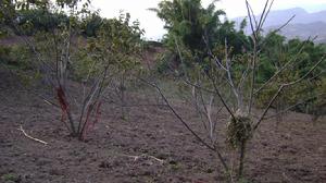 南東自然村核桃產業