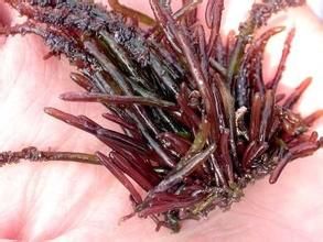 崗村蜈蚣藻 崗村蜈蚣藻