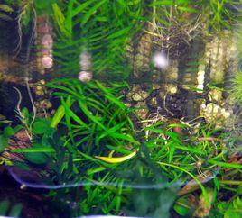 迷你椒草 迷你椒草