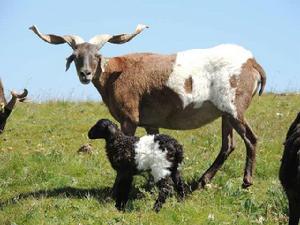 蘇呼歐拉羊 蘇呼歐拉羊