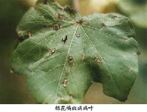 棉花褐斑病 棉花褐斑病