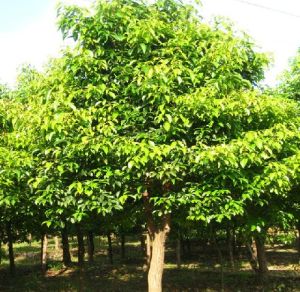 湖南香新林園發展有限公司 湖南香新林園發展有限公司