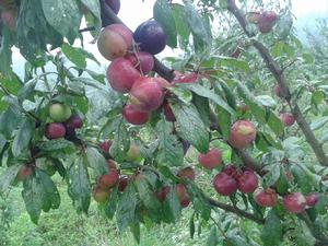 納雍布朗李 納雍布朗李