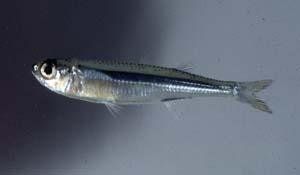 後肛下銀漢魚 後肛下銀漢魚