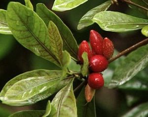 木竹子油 木竹子油