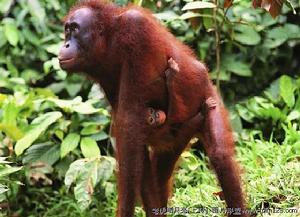 卡胡茲·別加國家公園