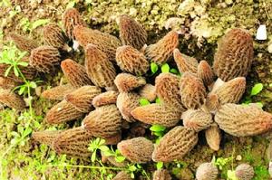 梯棱羊肚菌 梯棱羊肚菌