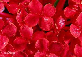 紅花提取物 紅花提取物