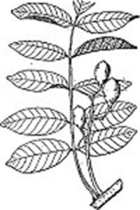 多脈蔥臭木 多脈蔥臭木