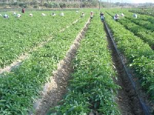 三道農場 三道農場