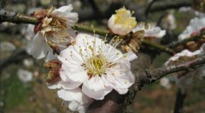 殘雪照水梅 殘雪照水梅